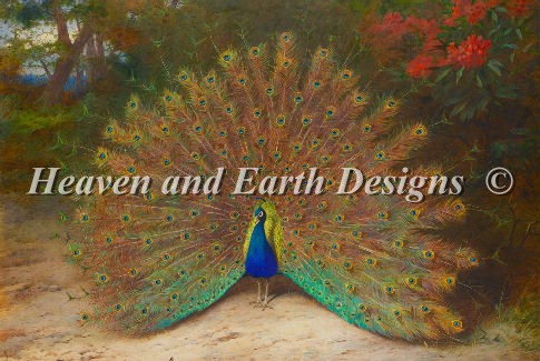 Peacock Thorburn - Click Image to Close